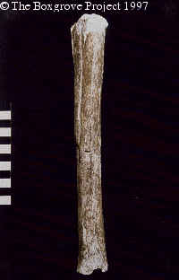 oldest surviving human bone